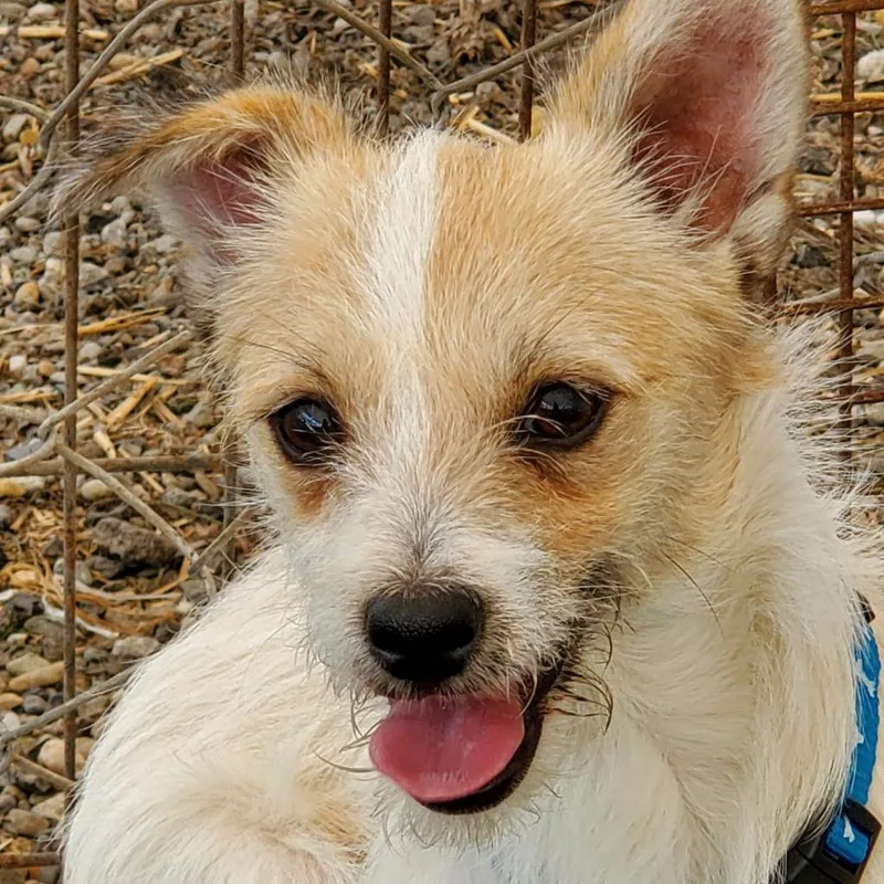 A senior small-sized male White / Cream Wirehaired Terrier dog named Kinako Lumi for adoption in San Pablo, CA