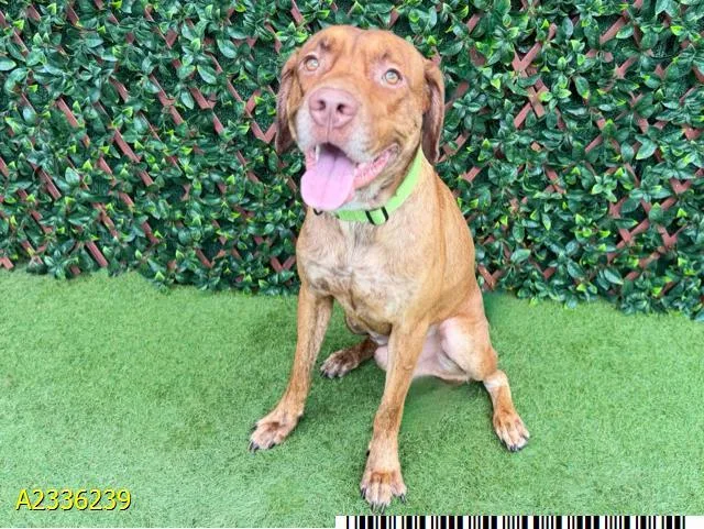 A young medium-sized male Mixed Breed dog named Archer for adoption in West Palm Beach, FL