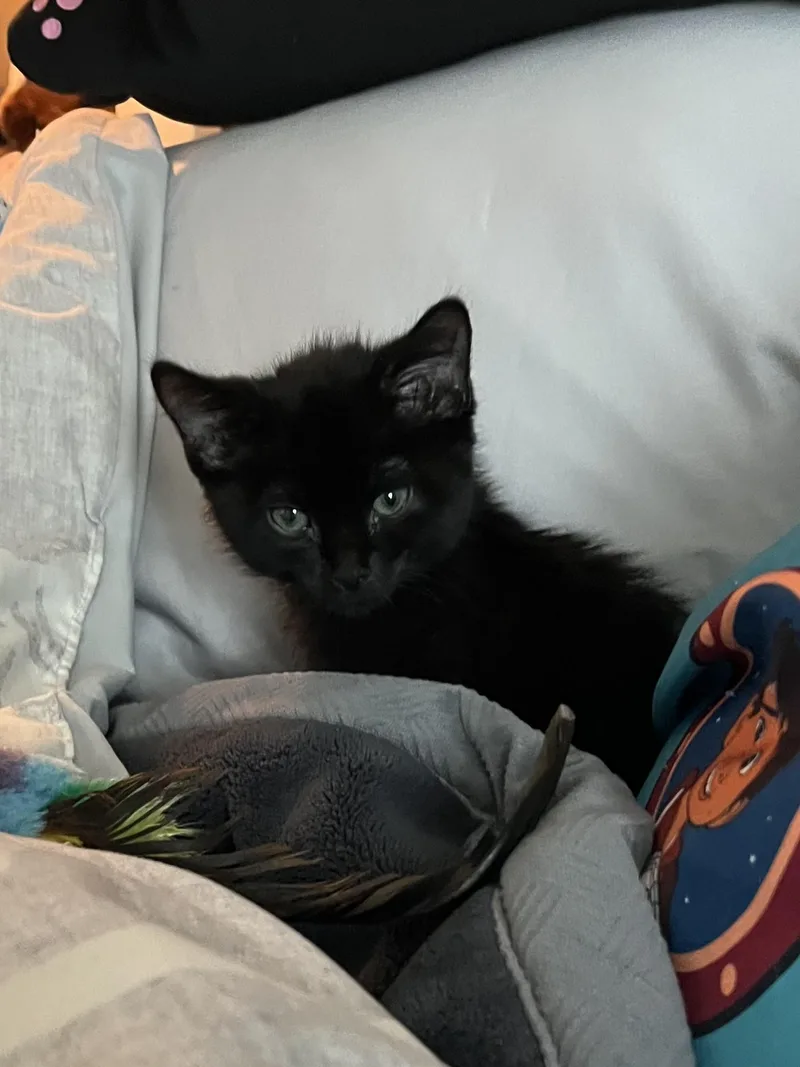 A baby medium-sized male Black Domestic Short Hair cat named Charles for adoption in Fruit Heights, UT