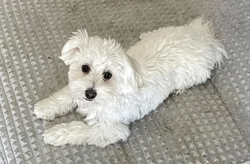 A baby small-sized female Maltipoo dog named Sissy for adoption in Richardson, TX