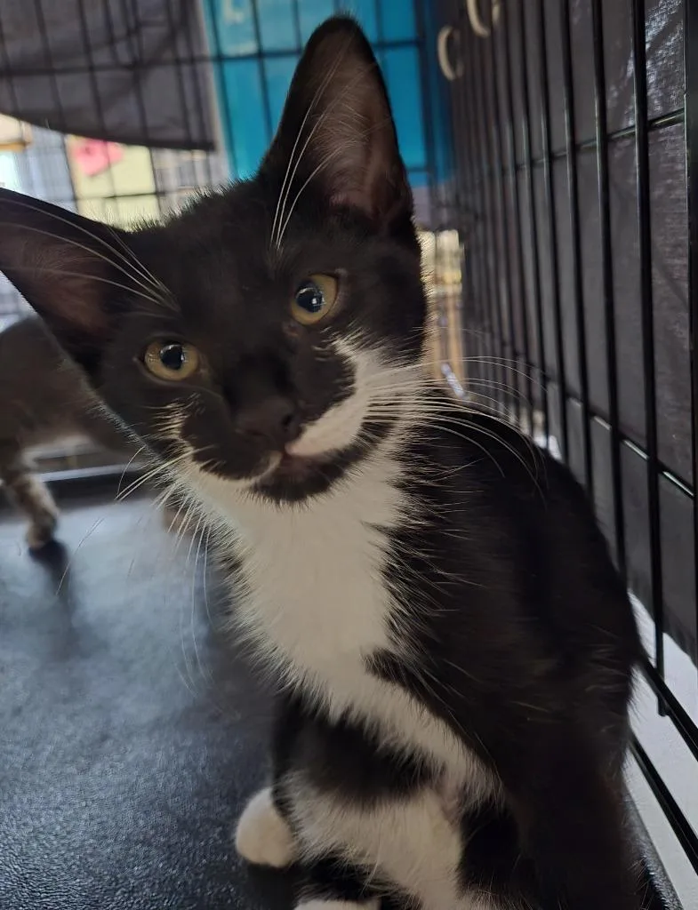 A baby medium-sized male Domestic Short Hair cat named B Francisco for adoption in Windsor, CT