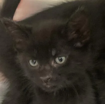 A baby small-sized male Domestic Short Hair cat named Danton for adoption in Cincinnati, OH