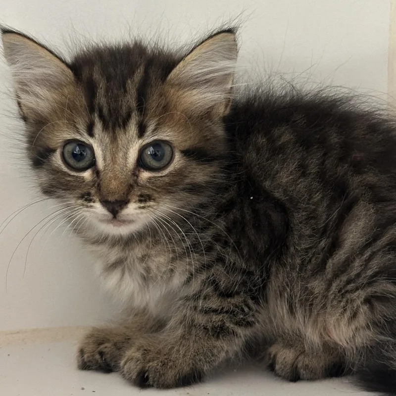 A baby small-sized female Domestic Medium Hair cat named Bernie for adoption in Kyle, TX