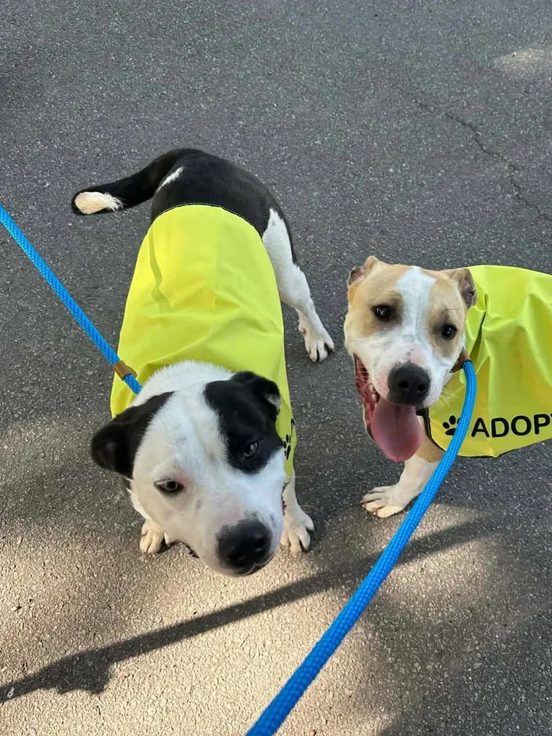 An adult medium-sized male Mixed Breed dog named Dabarkus for adoption in St. Albans, VT