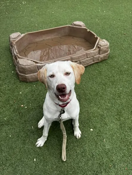 A young medium-sized female Labrador Retriever dog named Dublin for adoption in Breinigsville, PA