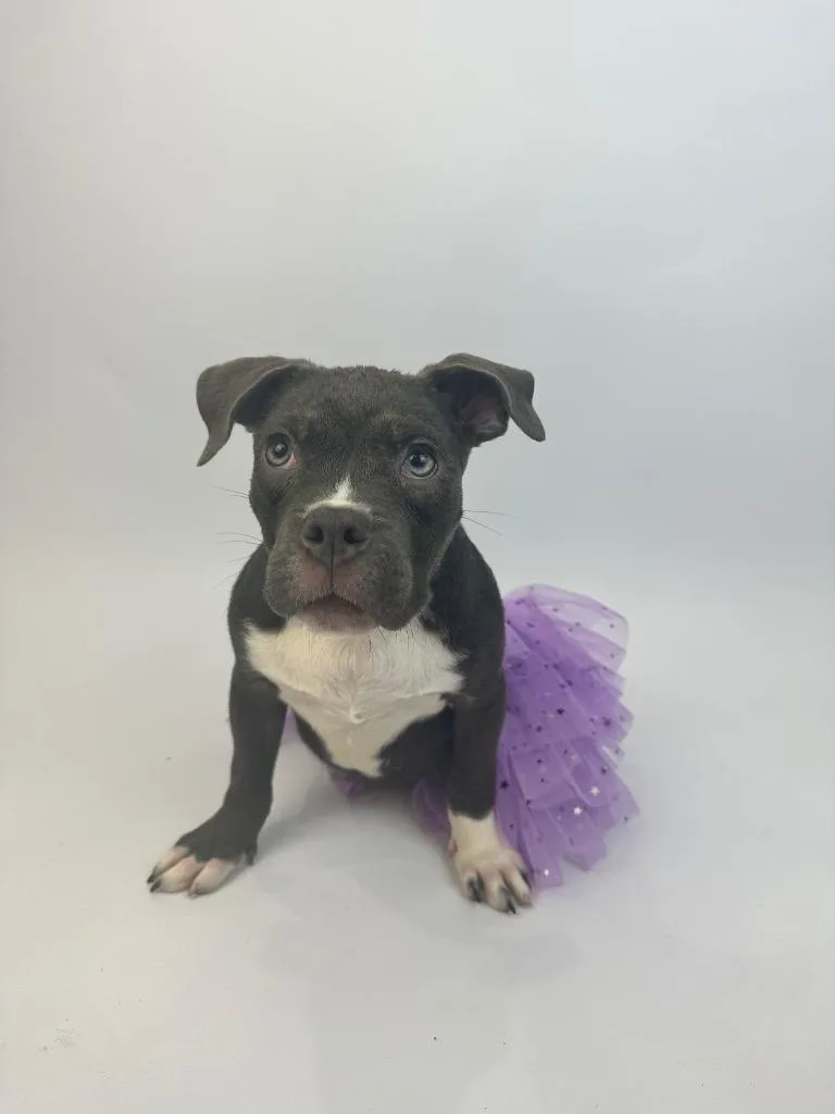 A baby medium-sized female American Staffordshire Terrier dog named Elphie for adoption in Alvin, TX