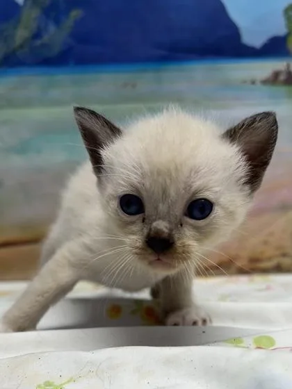Kedi