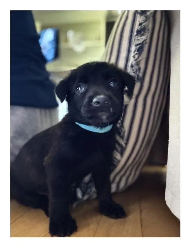 A baby small-sized male Belgian Shepherd / Malinois dog named Koda for adoption in Discovery Bay, CA