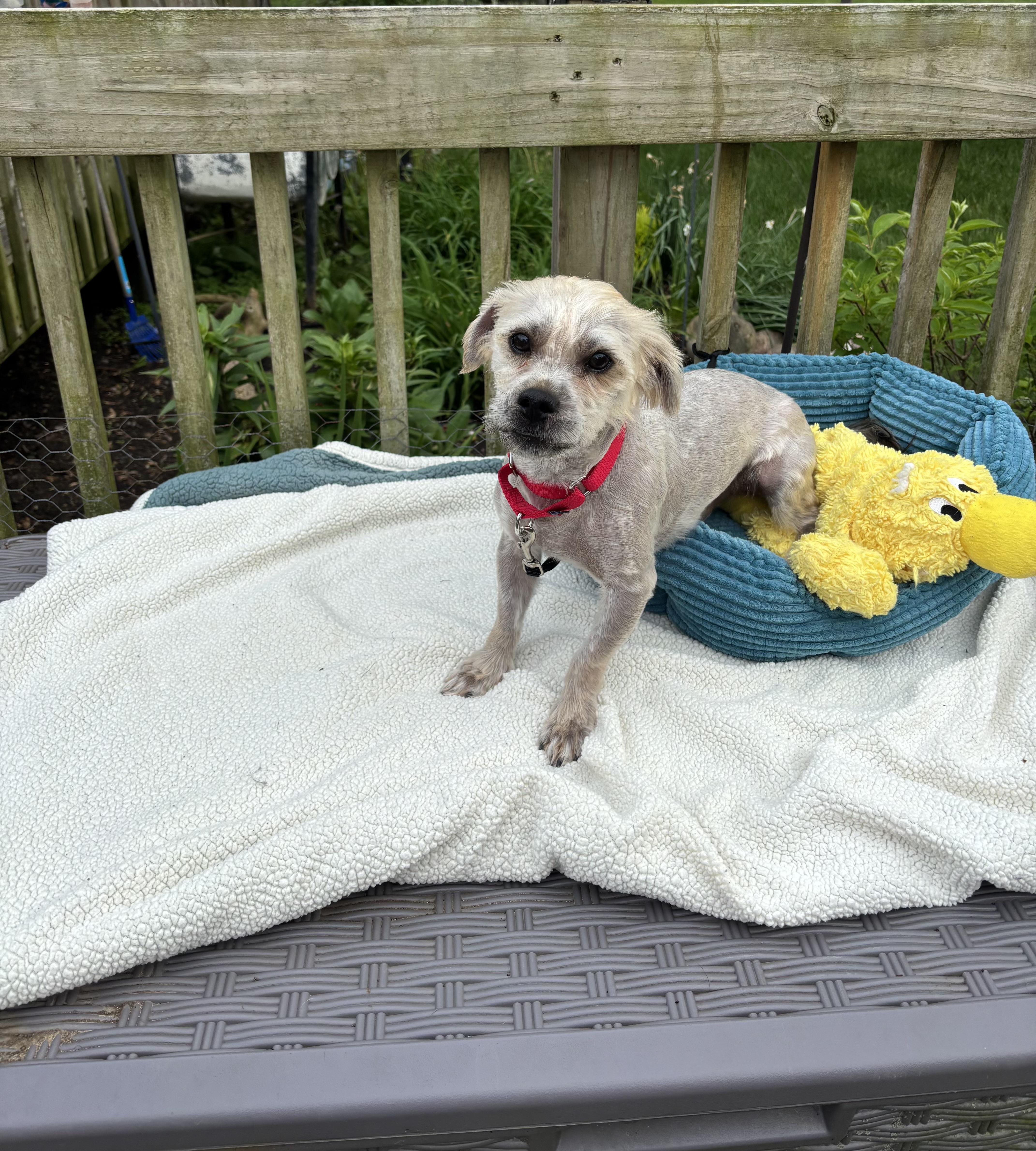 A young small-sized male White / Cream Maltese dog named Scruffy for adoption in White Lake, MI