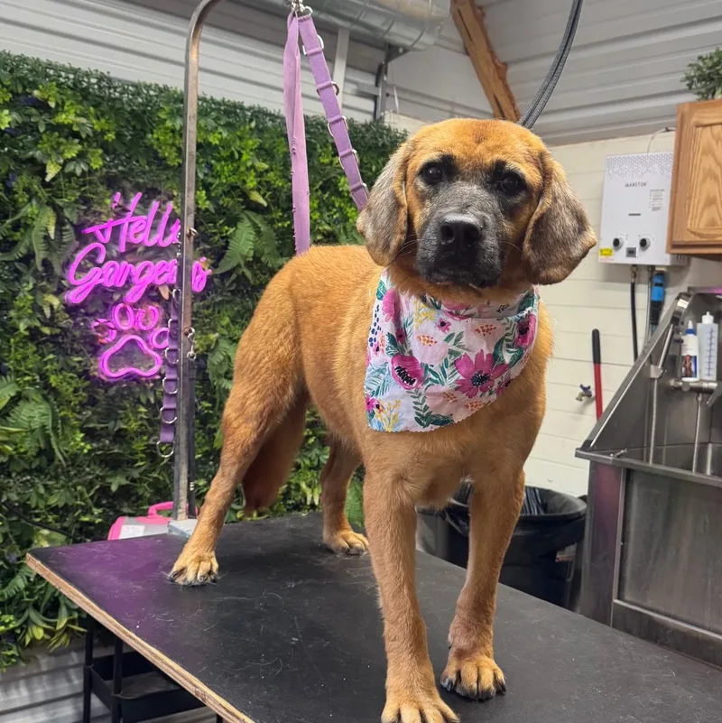 An adult medium-sized female Golden Retriever dog named Violet for adoption in Sudbury, MA