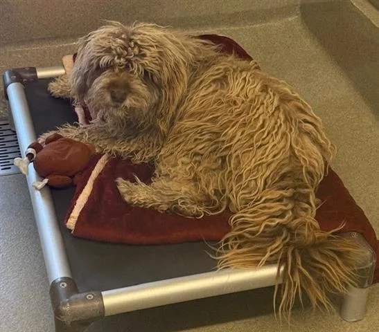 A young medium-sized male Poodle dog named Duke for adoption in San Martin, CA