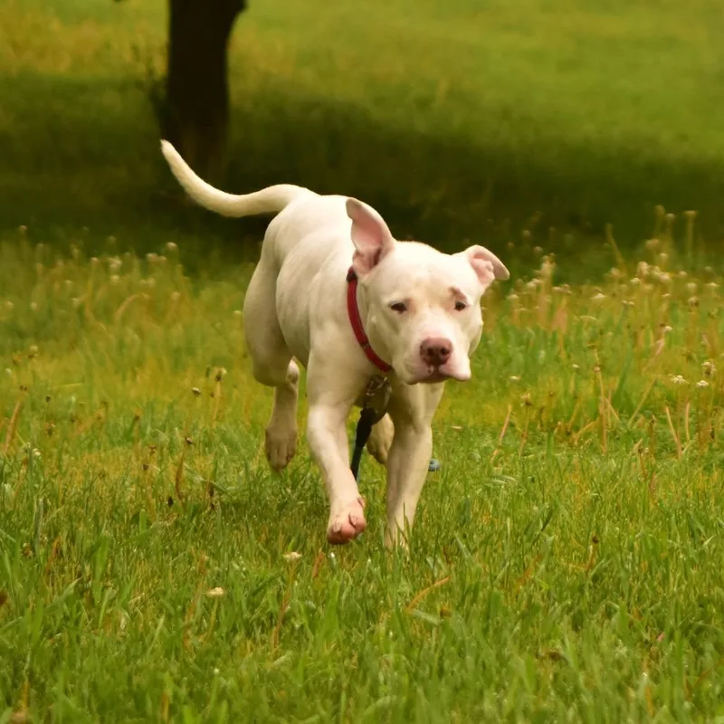 A young medium-sized female White / Cream Mixed Breed dog named Layla for adoption in Owosso, MI