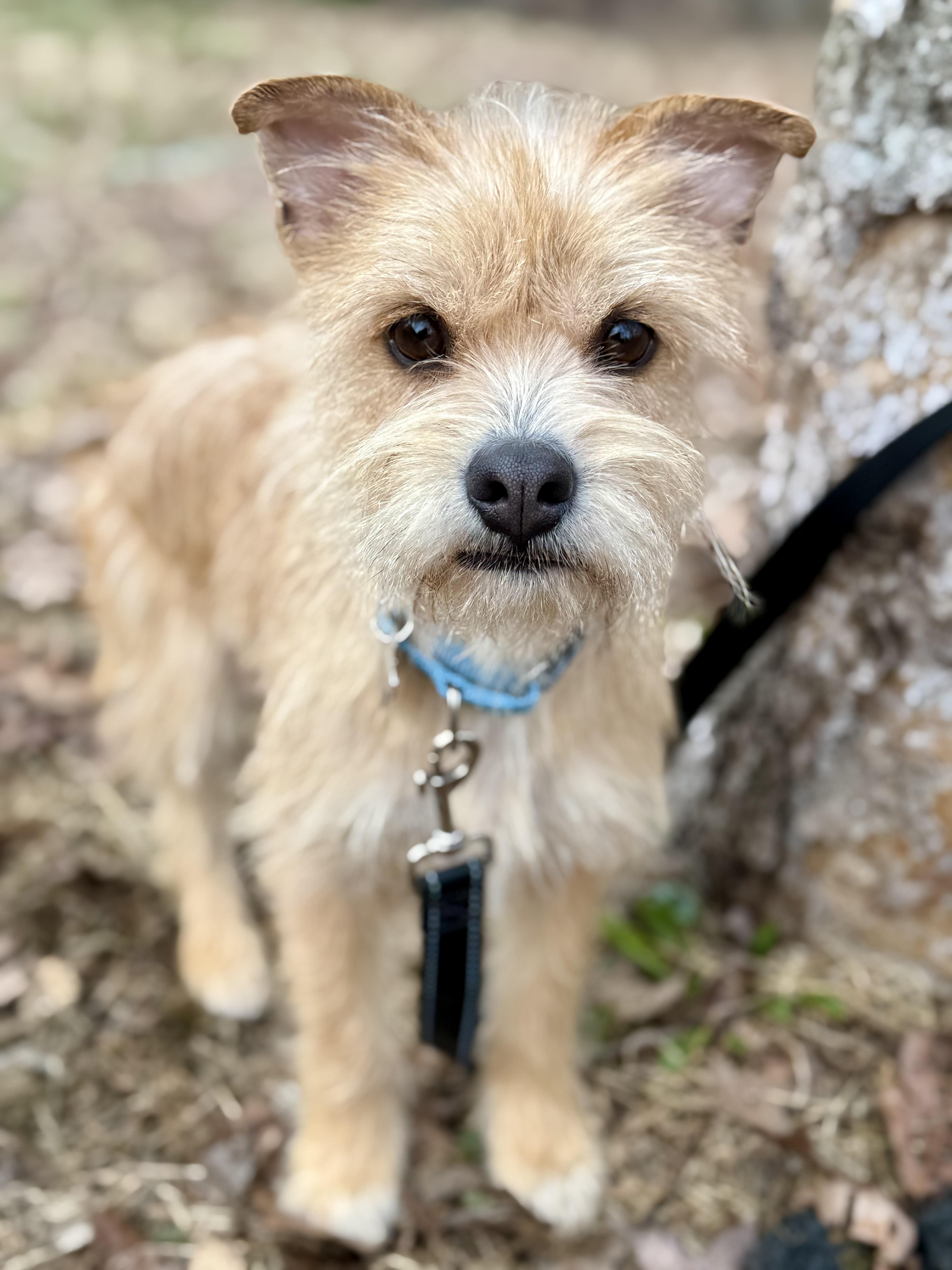 Daffodil thumbnail 2