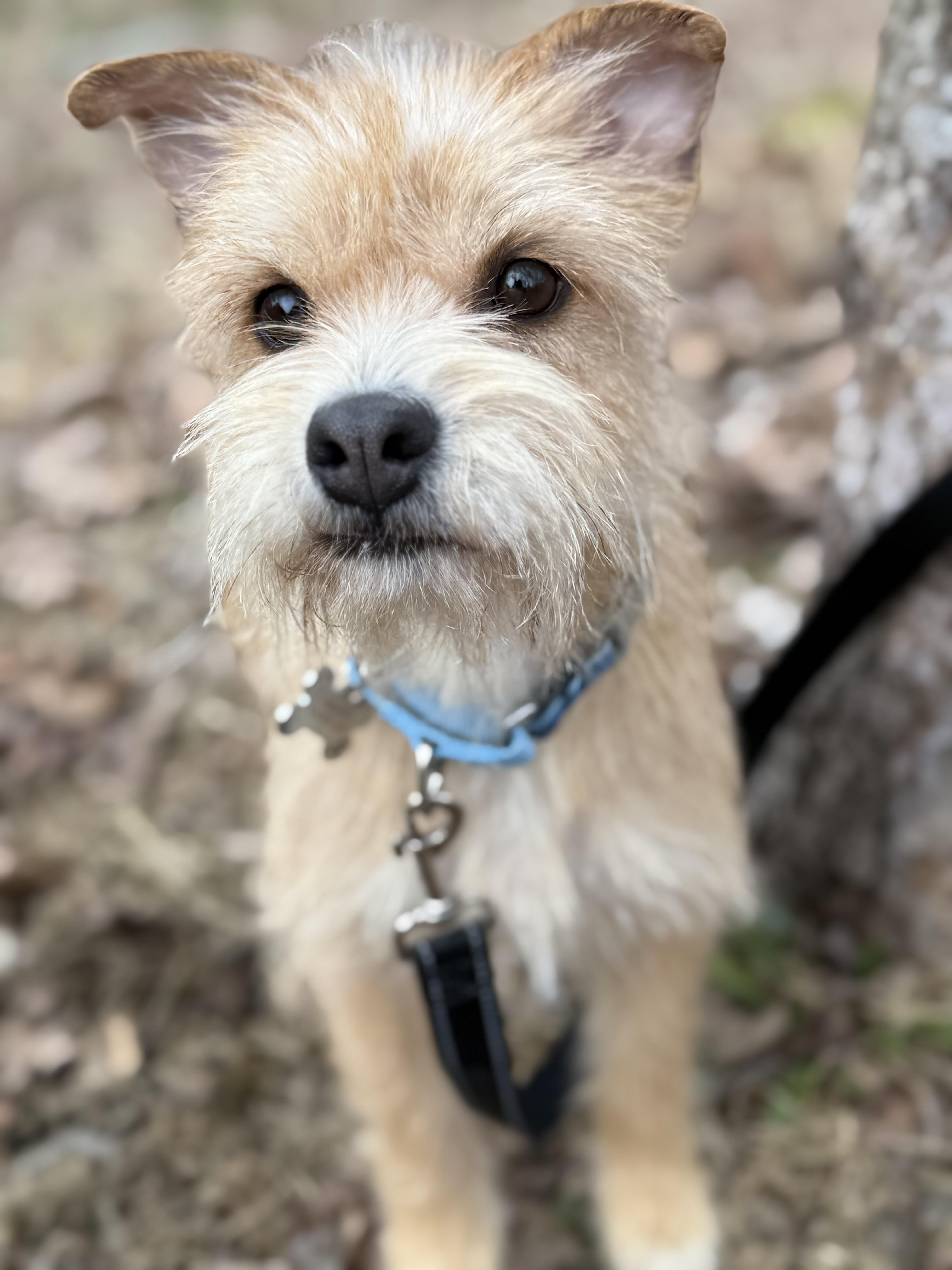 Daffodil thumbnail 3