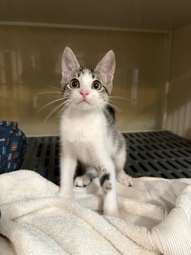 A baby medium-sized female Gray & White Domestic Short Hair cat named Merida for adoption in Yardley, PA