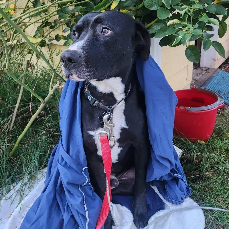 An adult medium-sized male American Bully dog named Axl for adoption in Austin, TX