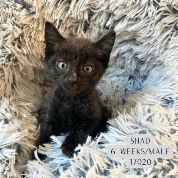 A young medium-sized male Gray / Blue / Silver Domestic Short Hair cat named Shad for adoption in Supply, NC