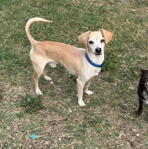 An adult small-sized male Apricot / Beige Chihuahua dog named Forrest for adoption in Williston, VT