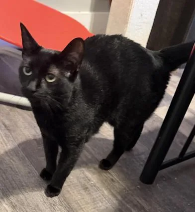 A young medium-sized female Domestic Short Hair cat named Lilly for adoption in Liverpool, TX