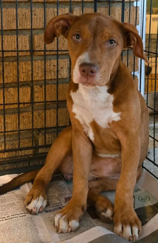 A baby medium-sized female Labrador Retriever dog named Felony Flo for adoption in El Dorado, AR
