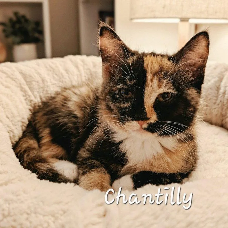 A baby medium-sized female Tortoiseshell cat named Chantilly delicateflower for adoption in Houston, TX