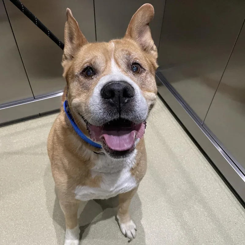 A senior large-sized male Yellow / Tan / Blond / Fawn Mixed Breed dog named Buster for adoption in Naperville, IL