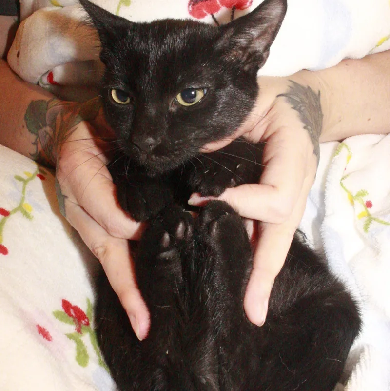 Oliver