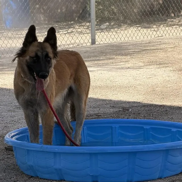 A young small-sized female German Shepherd Dog dog named Bloom for adoption in Thousand Palms, CA