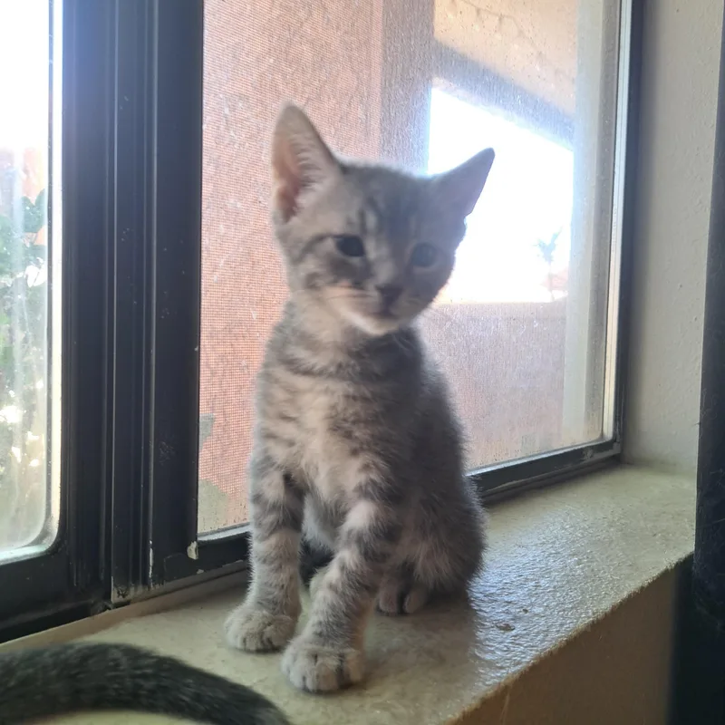 A baby small-sized male Domestic Short Hair cat named Finn for adoption in queen creek, AZ