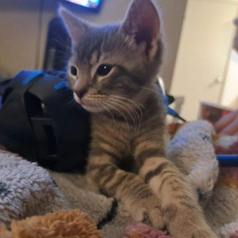 Finn thumbnail 2