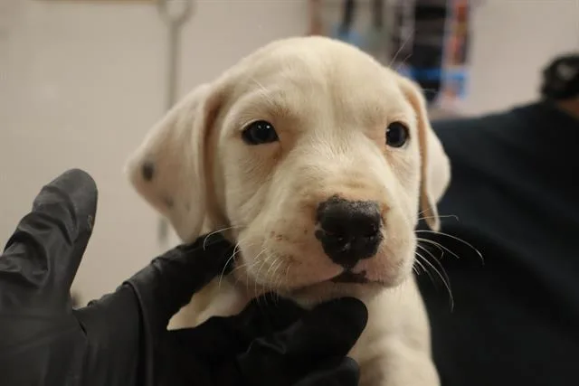 A baby small-sized male Mixed Breed dog named Berry for adoption in Columbia, SC