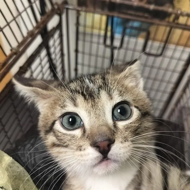 A baby small-sized male Domestic Short Hair cat named Shaggy for adoption in Pueblo, CO