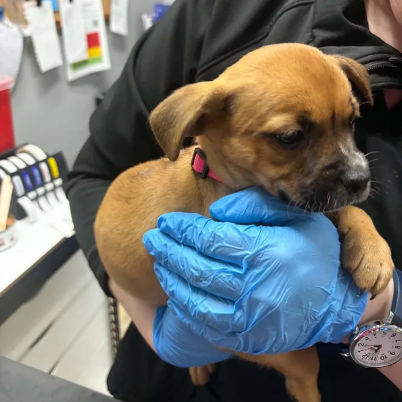 A baby small-sized female White / Cream Mixed Breed dog named Jess for adoption in Grand Rapids, MI