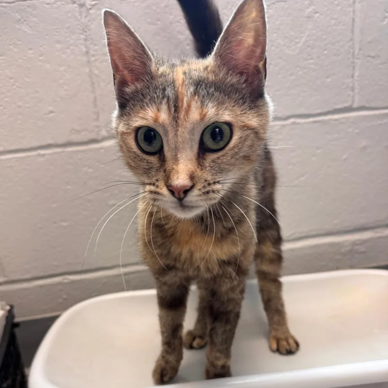 An adult medium-sized female Brown / Chocolate Domestic Short Hair cat named Tabitha for adoption in Birdsboro, PA