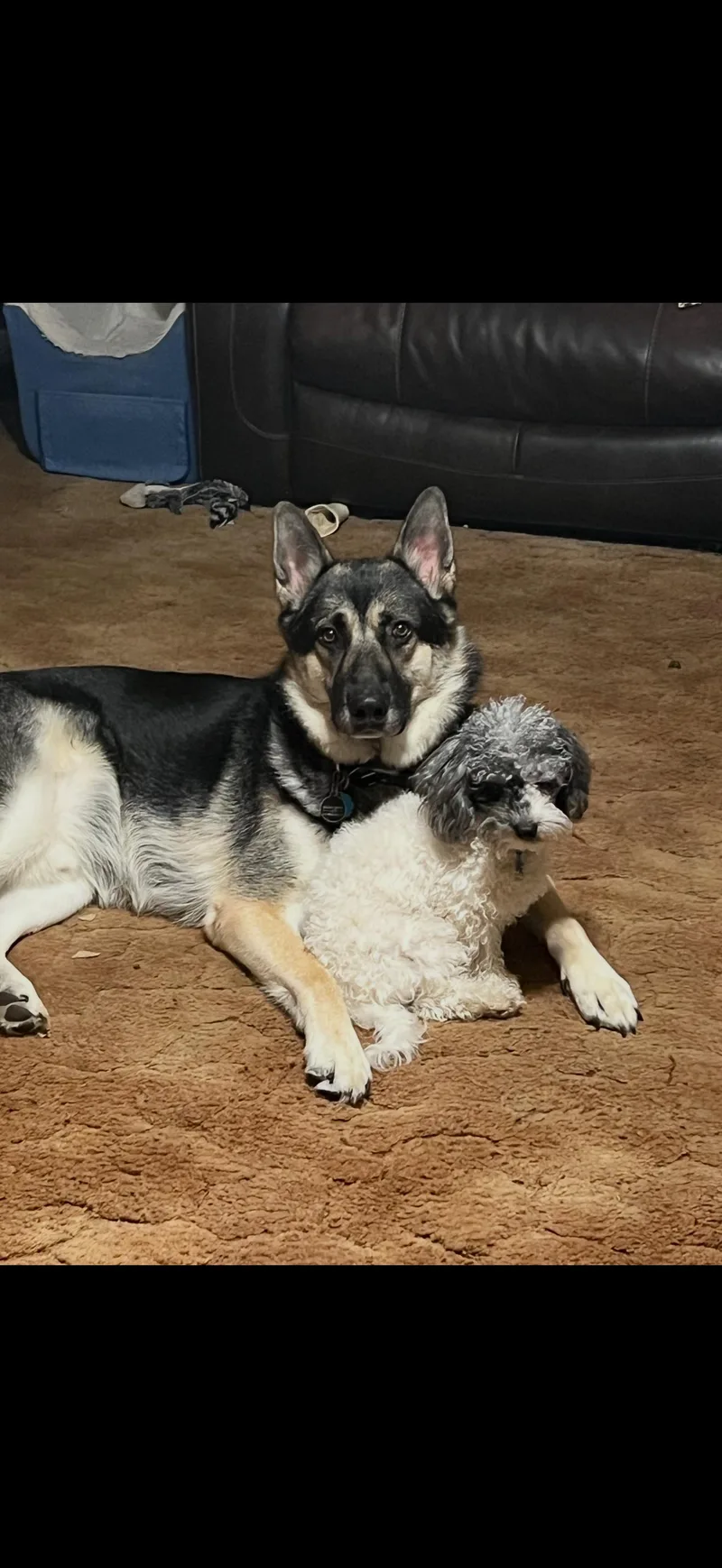 An adult large-sized male German Shepherd Dog dog named Hector for adoption in Longmont, CO