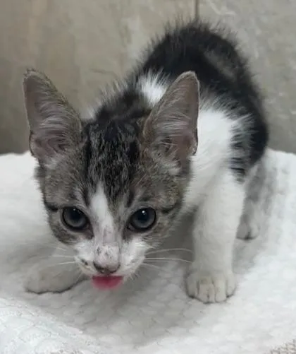 A baby small-sized male Domestic Short Hair cat named Lalu for adoption in Honolulu, HI