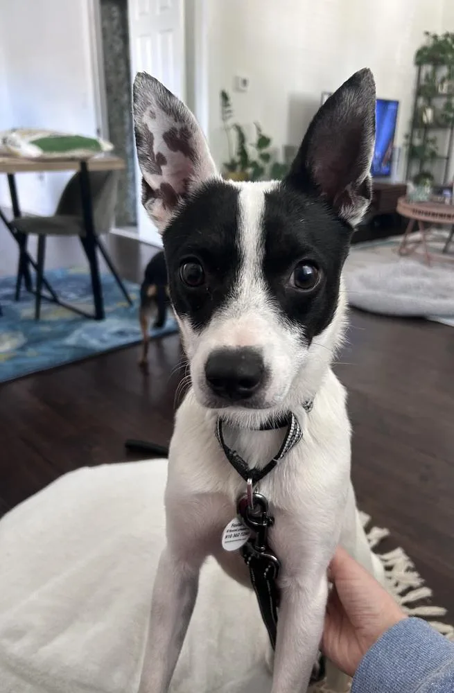 A young small-sized male Rat Terrier dog named Bandit for adoption in Willingboro, NJ