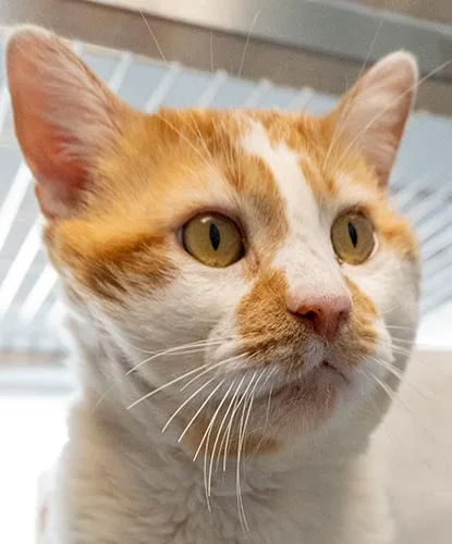 An adult large-sized male Orange / Red Domestic Short Hair cat named Otis for adoption in Encinitas, CA