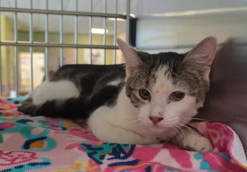 A young small-sized female Domestic Short Hair cat named Callie for adoption in Rockwall, TX