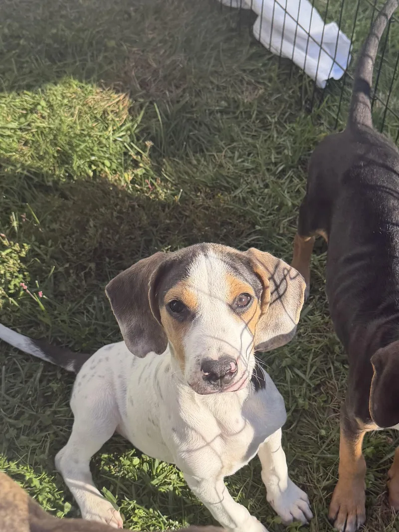 A baby medium-sized male Beagle dog named Simon for adoption in Lexington, KY