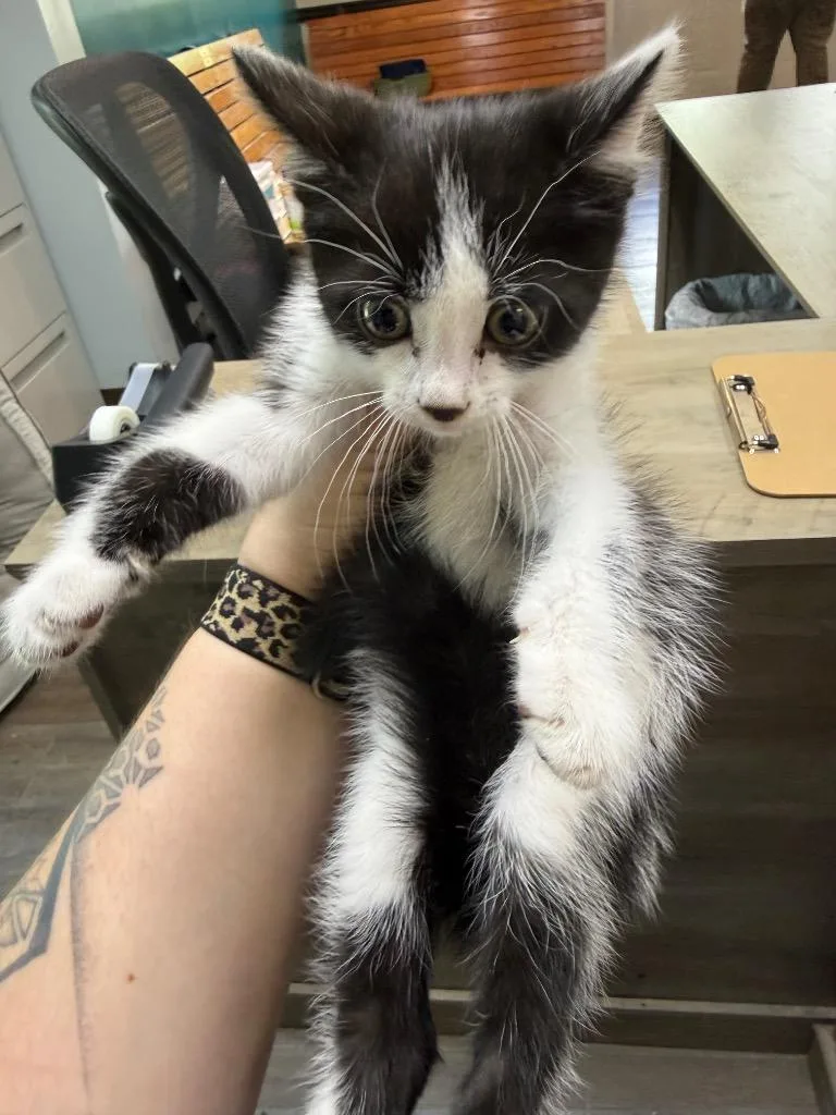 LOC Atticus