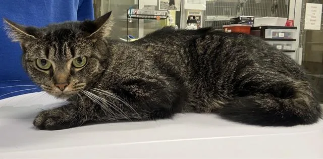 An adult small-sized female Domestic Short Hair cat named Tinker for adoption in Aliquippa, PA