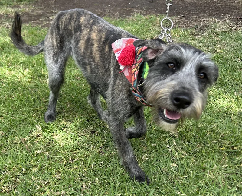 A young small-sized female Gray / Blue / Silver Miniature Schnauzer dog named Lulu for adoption in Bell Gardens, CA