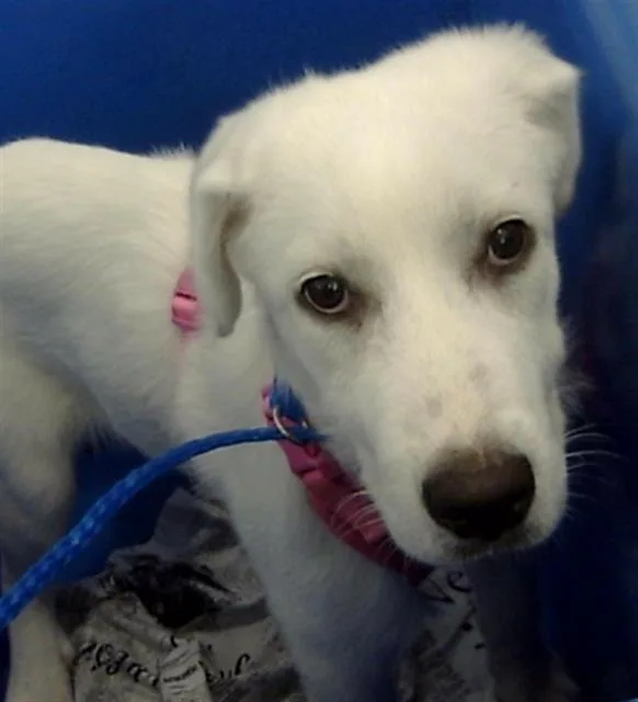 A baby large-sized female Mixed Breed dog named Magnolia for adoption in Dallas, TX