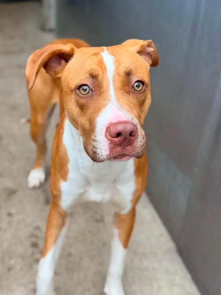 An adult medium-sized female Red / Chestnut / Orange Pit Bull Terrier dog named Natalee for adoption in Chicago, IL
