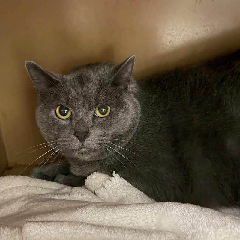 An adult large-sized male Gray / Blue / Silver Domestic Short Hair cat named Tinker for adoption in Madisonville, KY