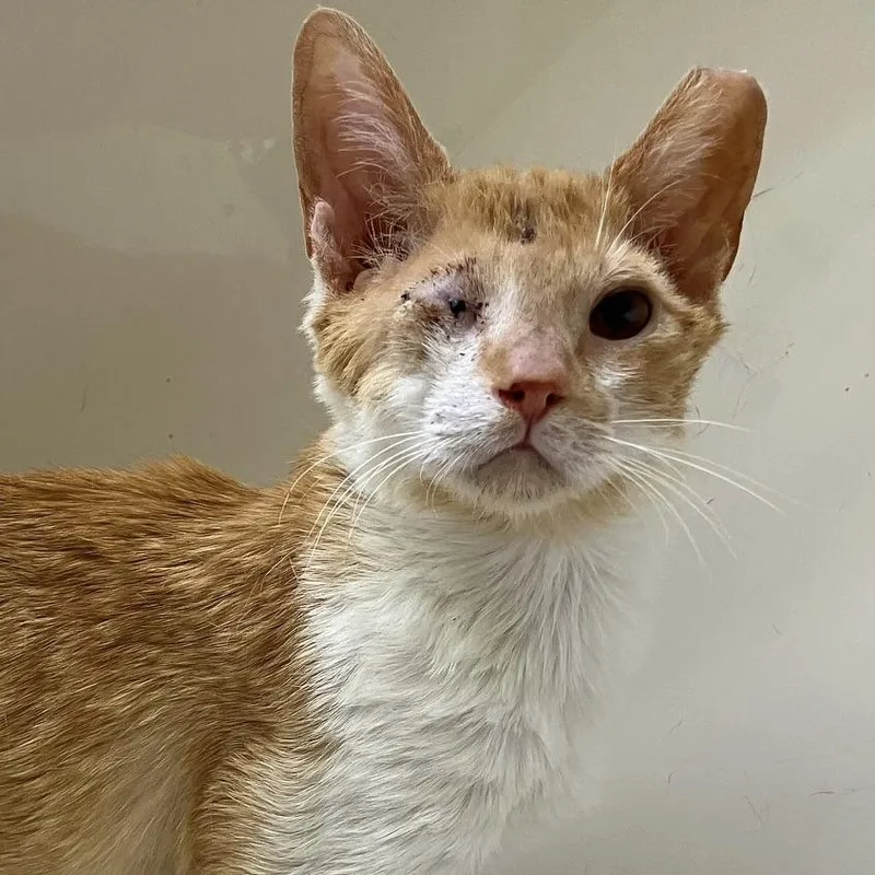 A young small-sized male Domestic Short Hair cat named Wink for adoption in Knoxville, TN