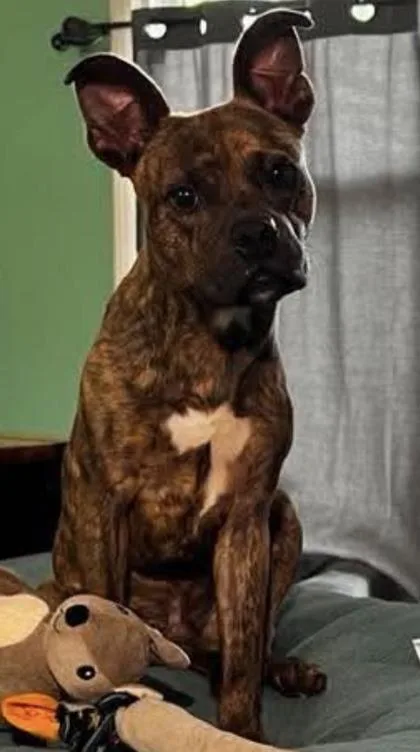 An adult medium-sized male Pit Bull Terrier dog named Bruce for adoption in St. Anne, IL