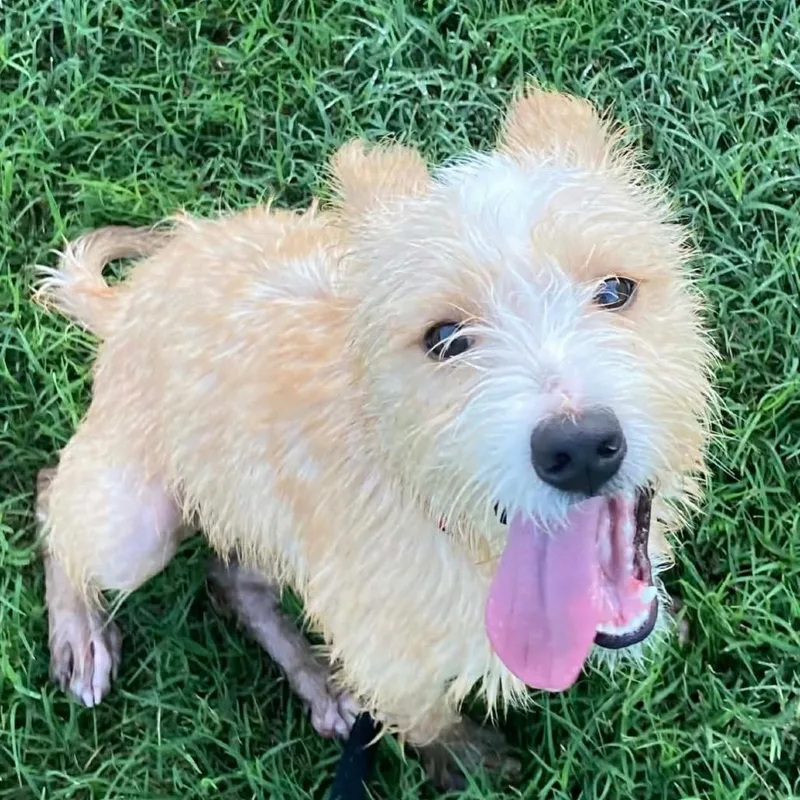 Benji