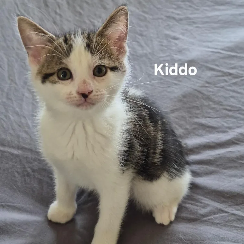 A baby small-sized male White Domestic Short Hair cat named Kiddo for adoption in Matteson, IL